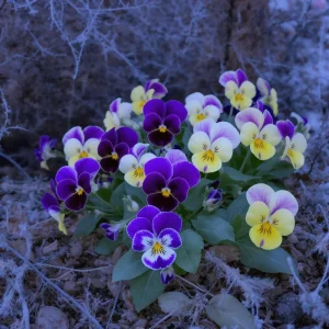Viola Seeds Sorbet Series Mix - Multicolor Flowers - 25 Seeds - Hardy Annual - Image 5