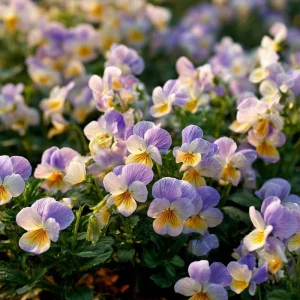 Viola Sorbet Seeds - Yesterday Today Tomorrow Multicolor Blooms - 25 Seeds - Image 2