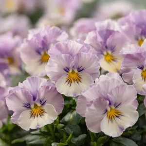 Viola Sorbet Seeds - Yesterday Today Tomorrow Multicolor Blooms - 25 Seeds - Image 4