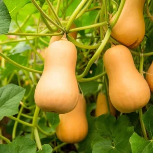 Waltham Butternut Squash Seeds – Heirloom Winter Squash Seeds – 25 Seeds – Outdoor - Image 2