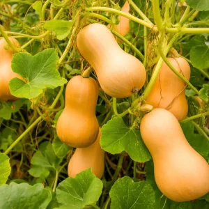 Waltham Butternut Squash Seeds – Heirloom Winter Squash Seeds – 25 Seeds – Outdoor - Image 5