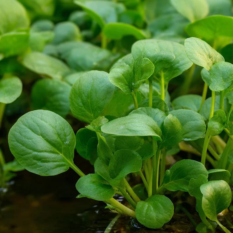 Watercress Seeds – 200 Seeds – Nasturtium officinale – Fast-Growing Edible Herb - Image 2