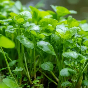 Watercress Seeds – 200 Seeds – Nasturtium officinale – Fast-Growing Edible Herb - Image 3
