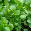 Watercress Seeds – 200 Seeds – Nasturtium officinale – Fast-Growing Edible Herb - Image 1
