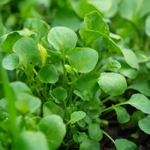 Watercress Seeds – 200 Seeds – Nasturtium officinale – Fast-Growing Edible Herb - Image 1