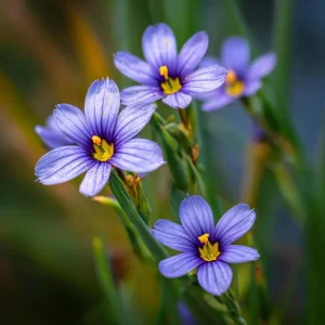 Western Blue Eyed Grass Seeds - 100 Sisyrinchium bellum Seeds, Perennial Wildflower, Outdoor - Image 2
