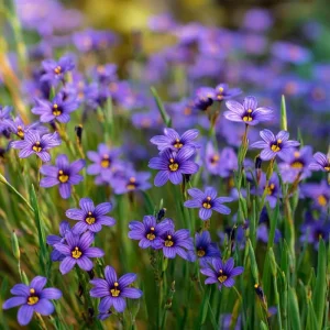 Western Blue Eyed Grass Seeds - 100 Sisyrinchium bellum Seeds, Perennial Wildflower, Outdoor - Image 3