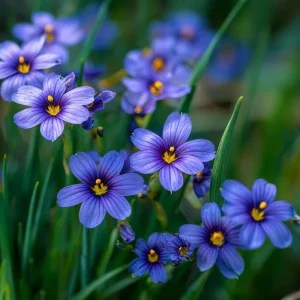 Western Blue Eyed Grass Seeds - 100 Sisyrinchium bellum Seeds, Perennial Wildflower, Outdoor - Image 5