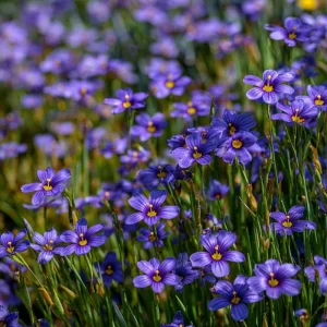 Western Blue Eyed Grass Seeds - 100 Sisyrinchium bellum Seeds, Perennial Wildflower, Outdoor - Image 6