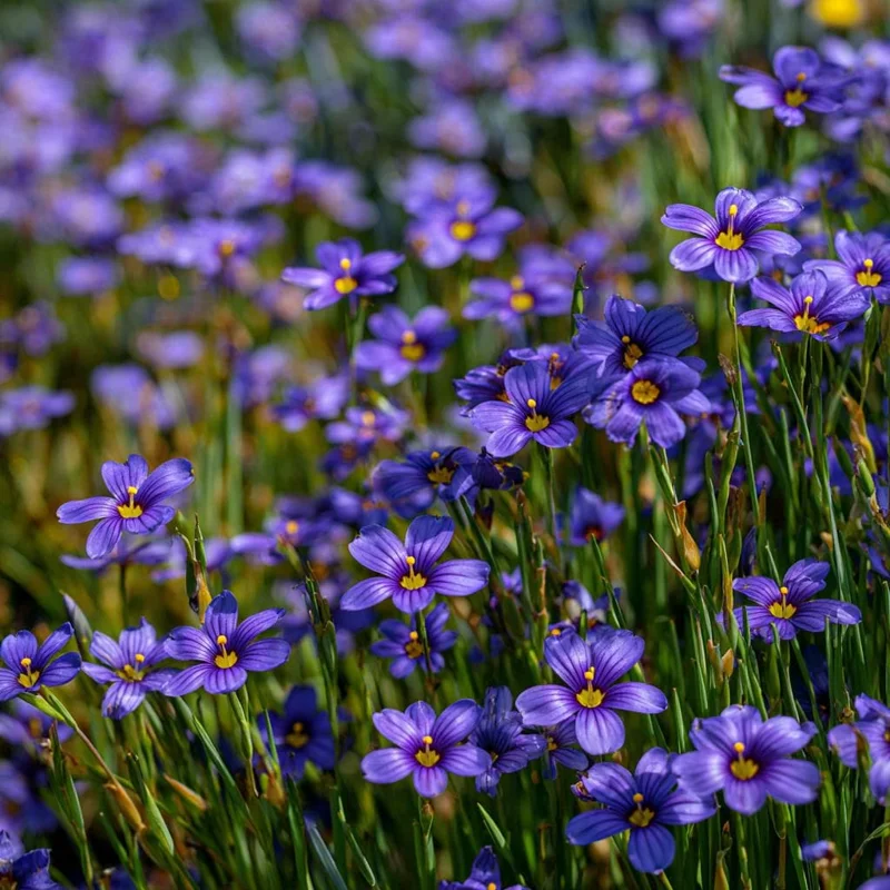 Western Blue Eyed Grass Seeds - 100 Sisyrinchium bellum Seeds, Perennial Wildflower, Outdoor - Image 6