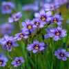 Western Blue Eyed Grass Seeds - 100 Sisyrinchium bellum Seeds, Perennial Wildflower, Outdoor - Image 1