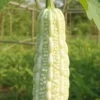 White Bitter Gourd Seeds – Heirloom Ivory Bitter Melon (Momordica charantia) – 10 Seeds for Asian Cuisine - Image 1