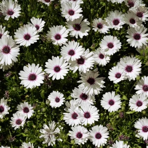 White Cape Daisy Seeds - 60 Count Perennial Flower Seeds for Pollinators - Image 2