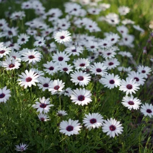 White Cape Daisy Seeds - 60 Count Perennial Flower Seeds for Pollinators - Image 3