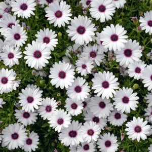 White Cape Daisy Seeds - 60 Count Perennial Flower Seeds for Pollinators - Image 4