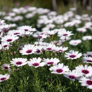 White Cape Daisy Seeds - 60 Count Perennial Flower Seeds for Pollinators - Image 5