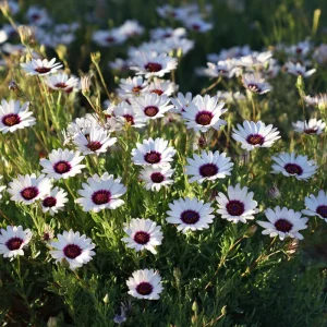 White Cape Daisy Seeds - 60 Count Perennial Flower Seeds for Pollinators - Image 6