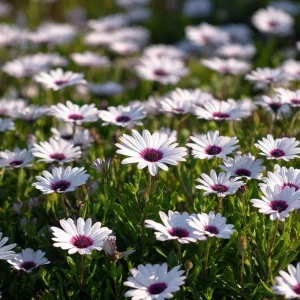 White Cape Daisy Seeds - 60 Count Perennial Flower Seeds for Pollinators - Image 1