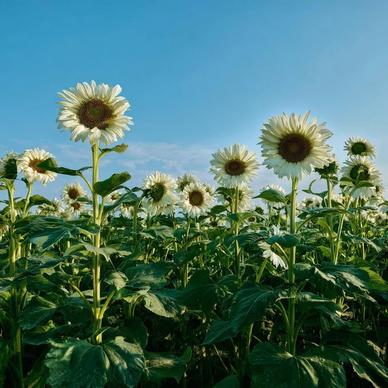 White Nite Sunflower Seeds (20 Seeds) - Creamy-White Blooms, Easy-Grow Annual - Image 3