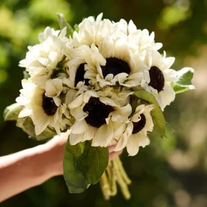 White Nite Sunflower Seeds (20 Seeds) - Creamy-White Blooms, Easy-Grow Annual - Image 4