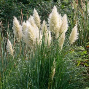 White Pampas Grass Seeds - 100 Seeds, Cortaderia selloana, Drought-Tolerant, Outdoor - Image 2
