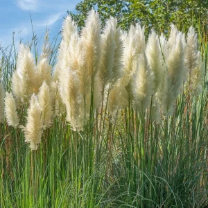 White Pampas Grass Seeds - 100 Seeds, Cortaderia selloana, Drought-Tolerant, Outdoor - Image 3