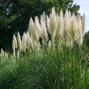 White Pampas Grass Seeds - 100 Seeds, Cortaderia selloana, Drought-Tolerant, Outdoor - Image 4