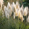 White Pampas Grass Seeds - 100 Seeds, Cortaderia selloana, Drought-Tolerant, Outdoor - Image 1