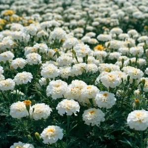 White Swan F1 Marigold Seeds - 20 Count, Edible Flowers, Long Blooming Annual - Image 2