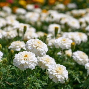 White Swan F1 Marigold Seeds - 20 Count, Edible Flowers, Long Blooming Annual - Image 4
