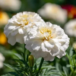 White Swan F1 Marigold Seeds - 20 Count, Edible Flowers, Long Blooming Annual - Image 5
