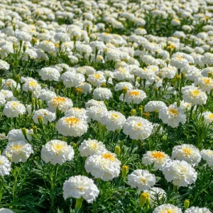 White Swan F1 Marigold Seeds - 20 Count, Edible Flowers, Long Blooming Annual - Image 6