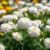 White Swan F1 Marigold Seeds - 20 Count, Edible Flowers, Long Blooming Annual - Image 1