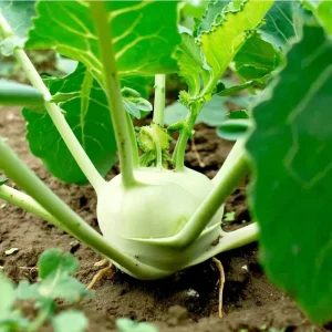 White Vienna Kohlrabi Seeds - Heirloom Vegetable, Approx. 300 Seeds - Image 4