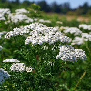 White Yarrow Seeds - 500 Achillea millefolium Perennial Flower Seeds - Image 2