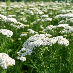 White Yarrow Seeds - 500 Achillea millefolium Perennial Flower Seeds - Image 4
