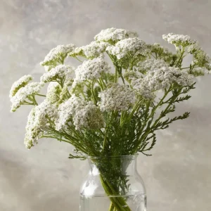 White Yarrow Seeds - 500 Achillea millefolium Perennial Flower Seeds - Image 5
