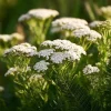 White Yarrow Seeds - 500 Achillea millefolium Perennial Flower Seeds - Image 1