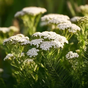 White Yarrow Seeds - 500 Achillea millefolium Perennial Flower Seeds - Image 1