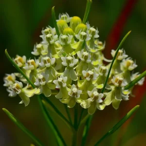 Whorled Milkweed Seeds - 50 Count | Native Pollinator Plant for Monarchs - Image 2
