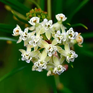 Whorled Milkweed Seeds - 50 Count | Native Pollinator Plant for Monarchs - Image 3