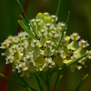 Whorled Milkweed Seeds - 50 Count | Native Pollinator Plant for Monarchs - Image 4