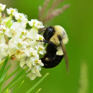 Whorled Milkweed Seeds - 50 Count | Native Pollinator Plant for Monarchs - Image 1