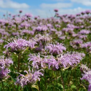 Wild Bergamot Seeds - Monarda fistulosa - 150 Seeds - Fragrant Purple Blooms, Pollinator Friendly Native Wildflower - Image 2