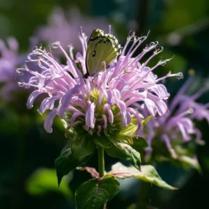 Wild Bergamot Seeds - Monarda fistulosa - 150 Seeds - Fragrant Purple Blooms, Pollinator Friendly Native Wildflower - Image 3