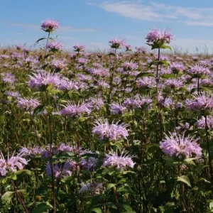 Wild Bergamot Seeds - Monarda fistulosa - 150 Seeds - Fragrant Purple Blooms, Pollinator Friendly Native Wildflower - Image 4