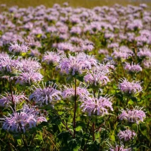 Wild Bergamot Seeds - Monarda fistulosa - 150 Seeds - Fragrant Purple Blooms, Pollinator Friendly Native Wildflower - Image 5