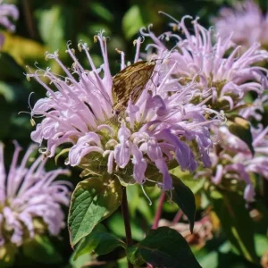 Wild Bergamot Seeds - Monarda fistulosa - 150 Seeds - Fragrant Purple Blooms, Pollinator Friendly Native Wildflower - Image 1