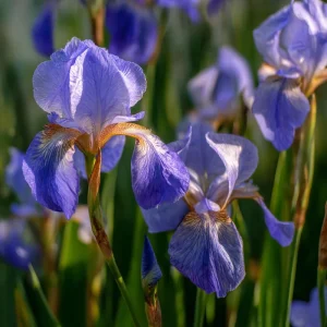Wild Blue Iris Seeds - Rocky Mountain Iris (Iris missouriensis) - 25 Seeds - Image 2