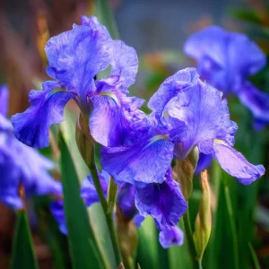 Wild Blue Iris Seeds - Rocky Mountain Iris (Iris missouriensis) - 25 Seeds - Image 3